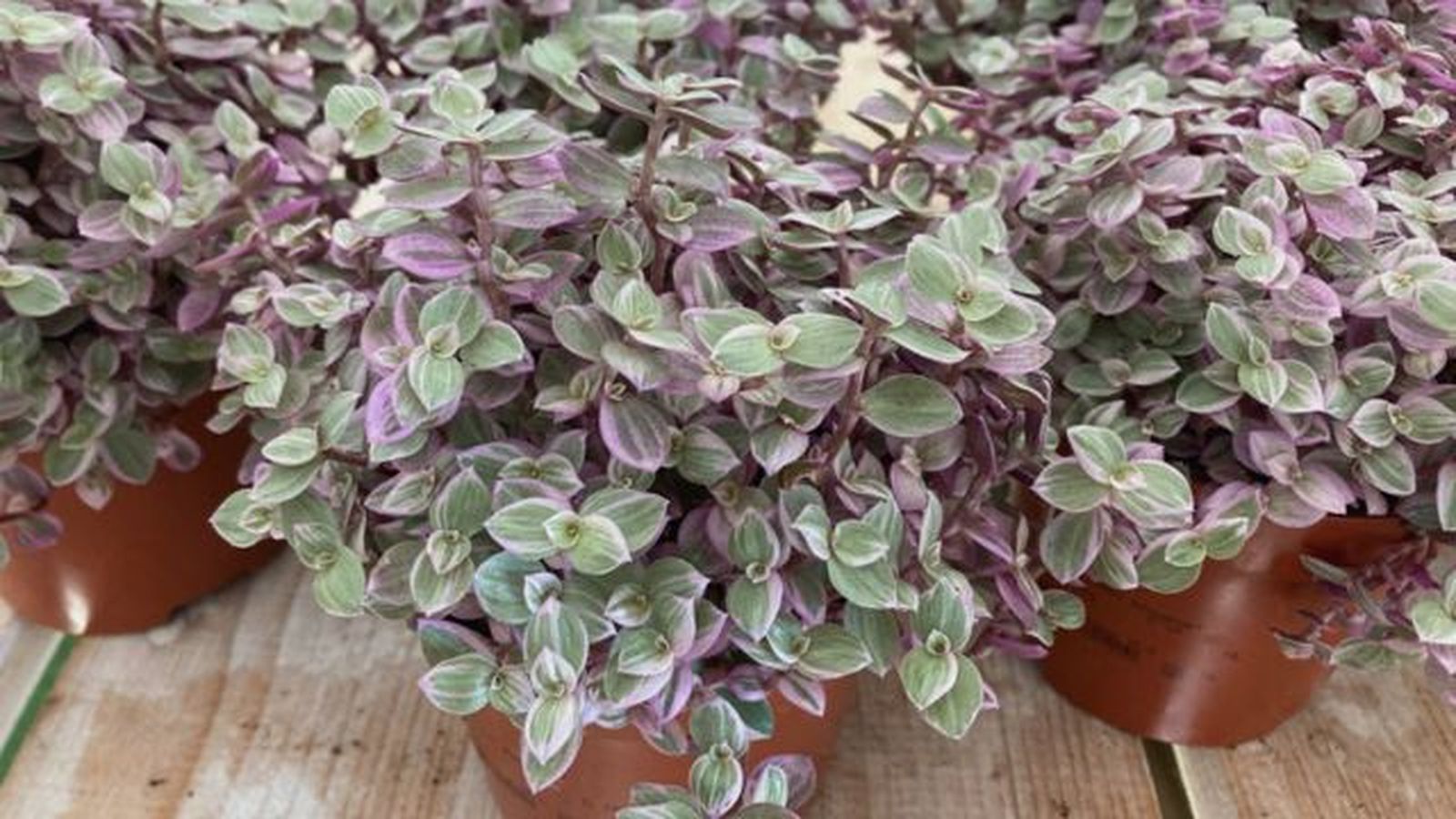 Callisia Repens Pink Lady plantadecor