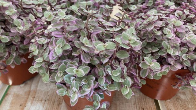 Callisia Repens Pink Lady plantadecor