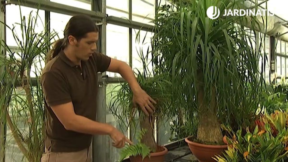 tronco reserva de agua de la pata de elefante deco 405