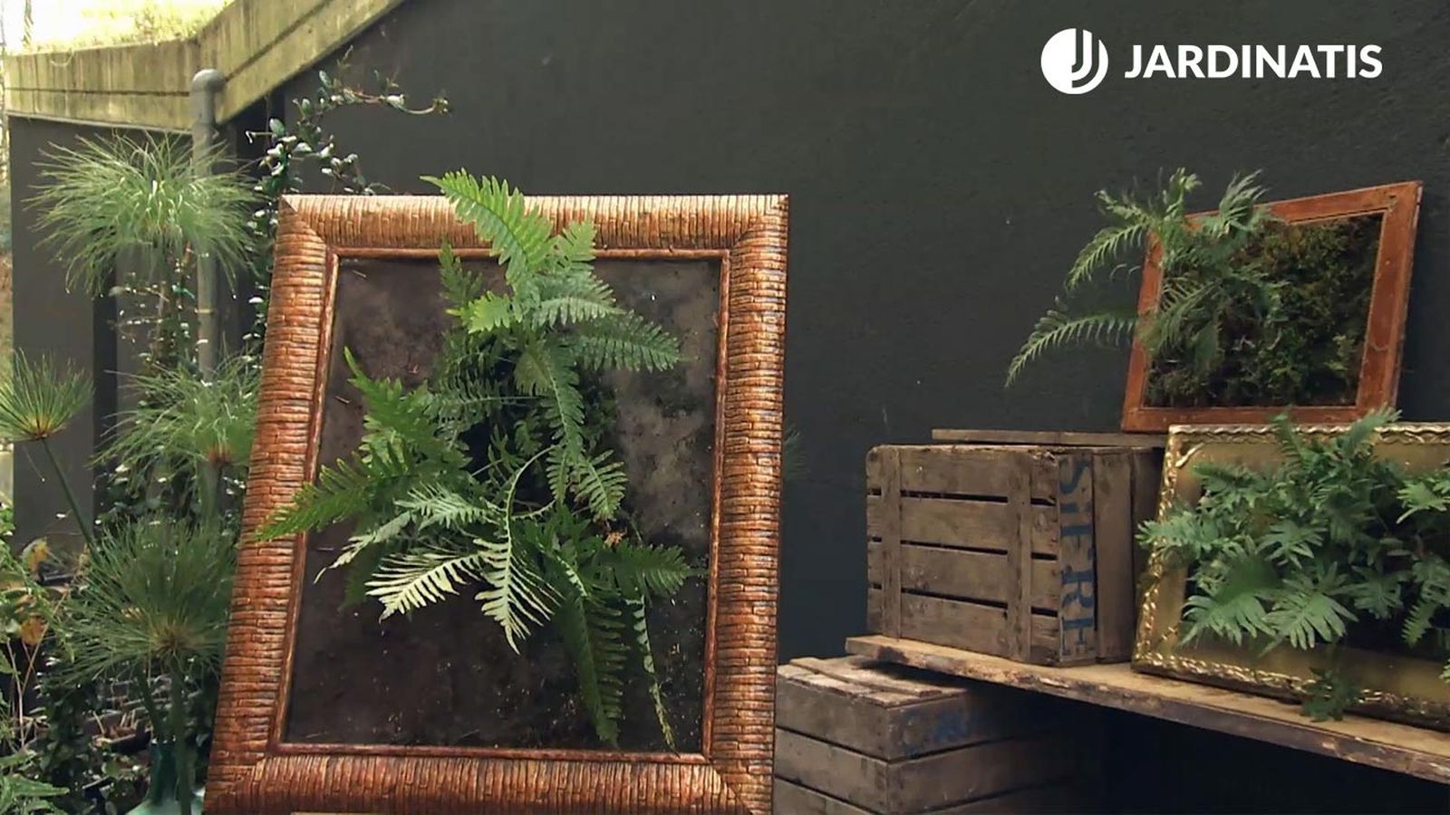 Deco 721 jardineria helecho Polypodium Interjectum