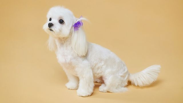 bichon maltes 7