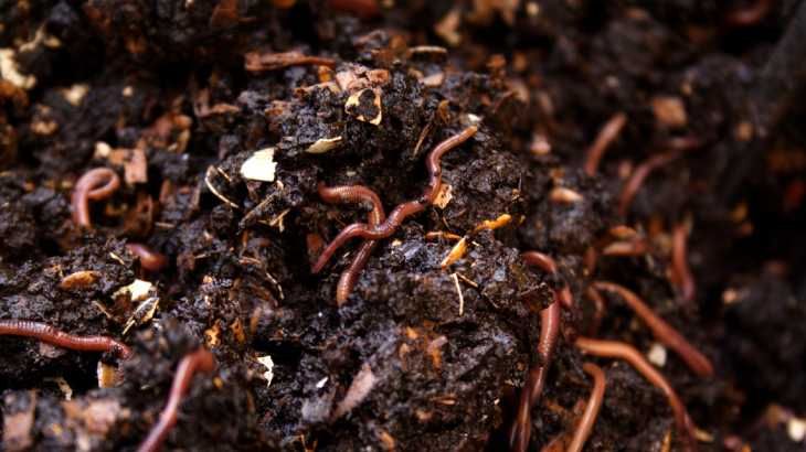 vermicompostaje
