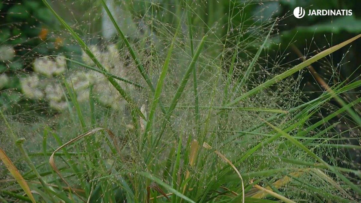 La eraglotis es una gramínea muy ornamental