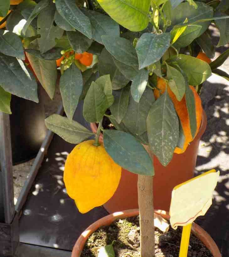 limonero en maceta