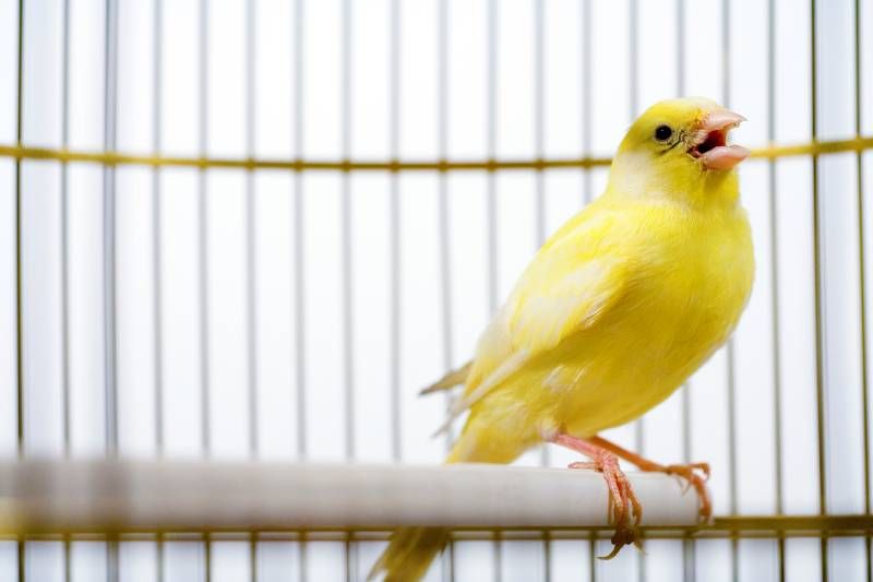 Es importante conocer toda la información relativa a las especies de aves más adecuadas para criar en casa.