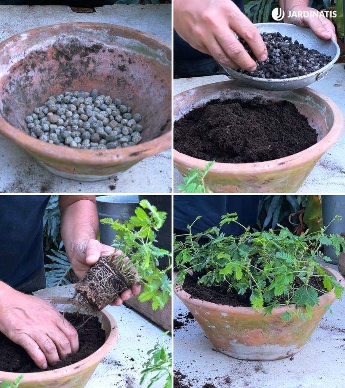 sustrato abono para mimosa pudica