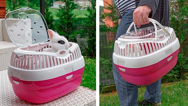 cuidados consejos conejos transportin