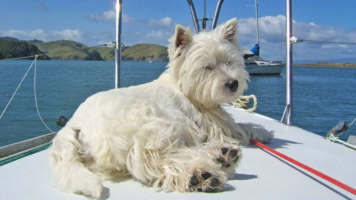viajar en barco con perro 10 (1)