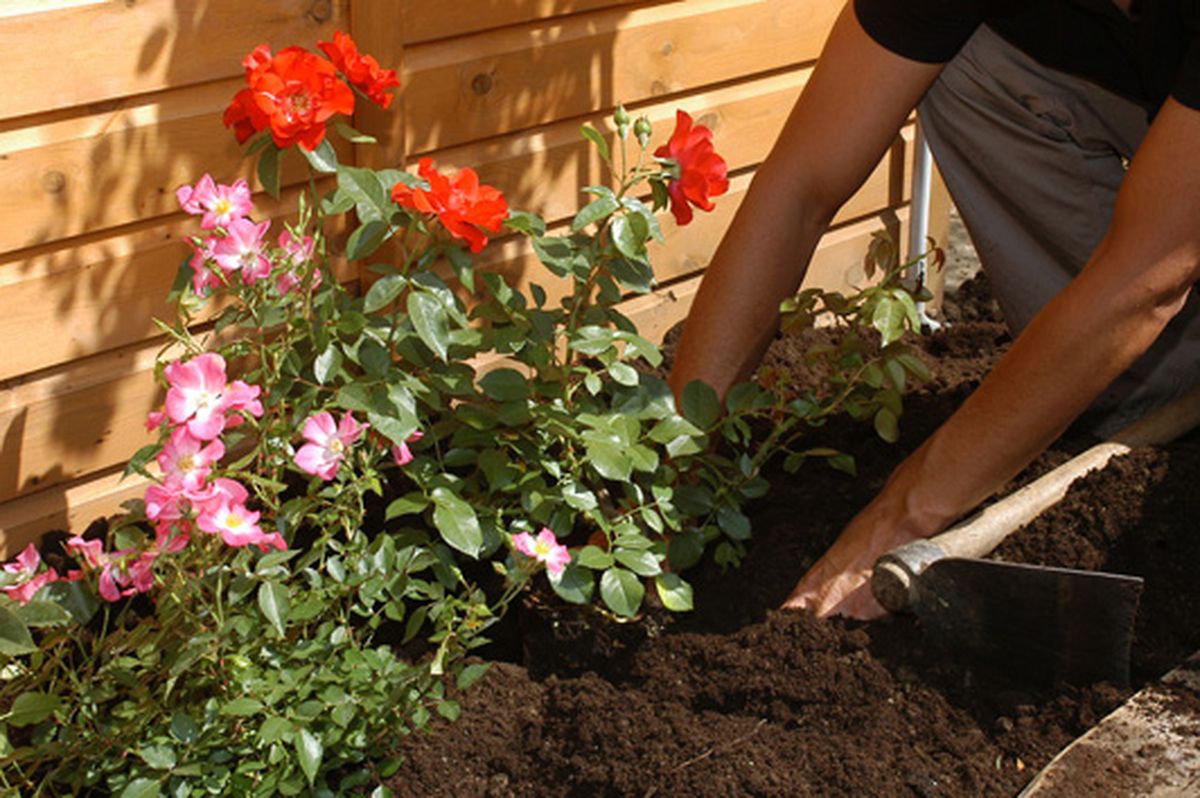 rosales arbustivos cubresuelos p2