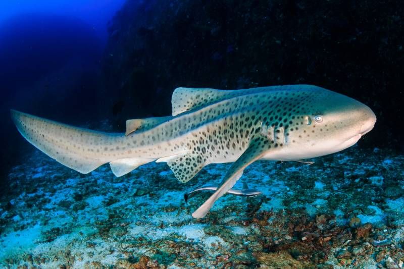 La posibilidad de partenogénesis viene determinada por la capacidad genética de cada especie.