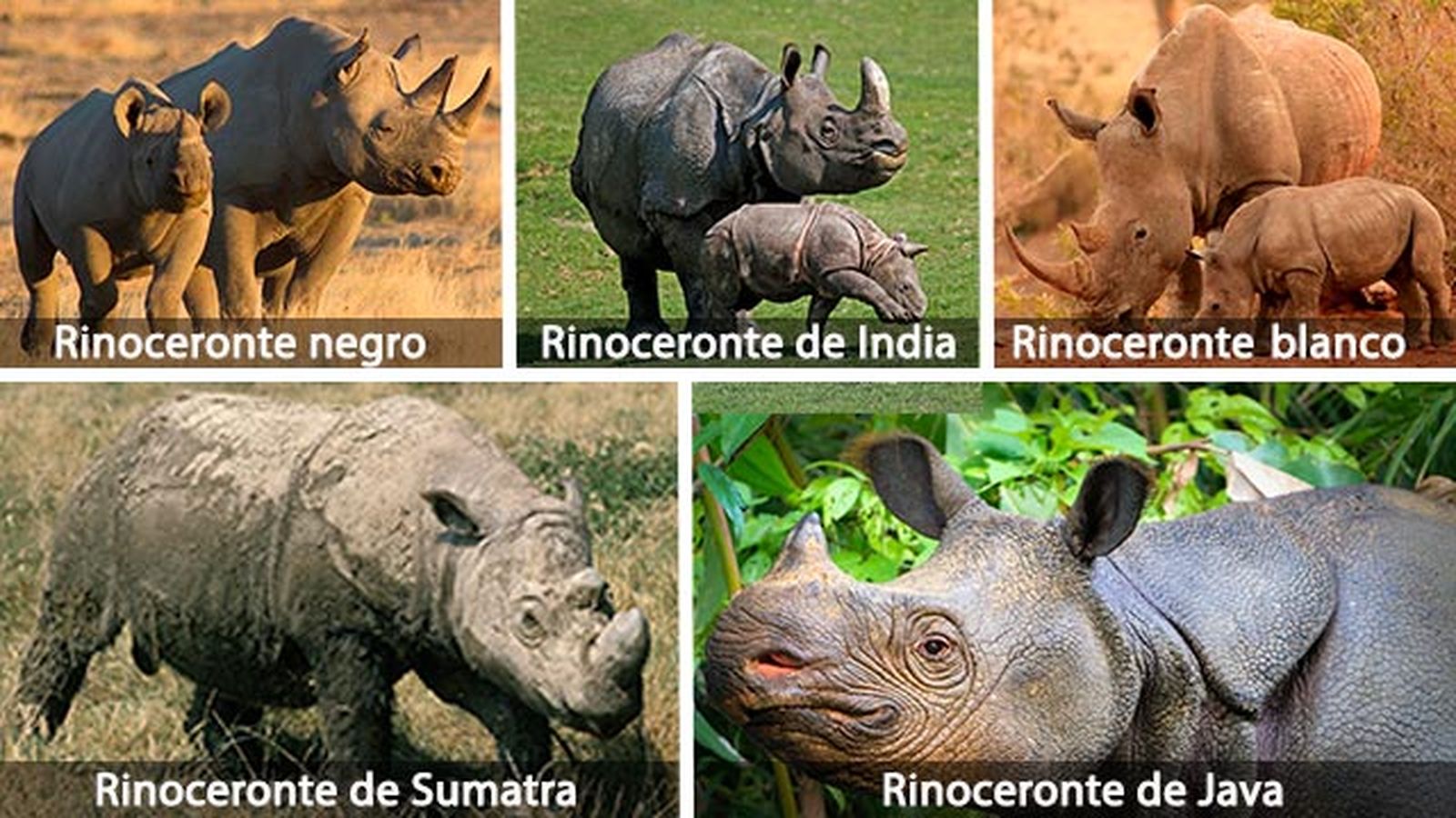 rinoceronte tipos 6
