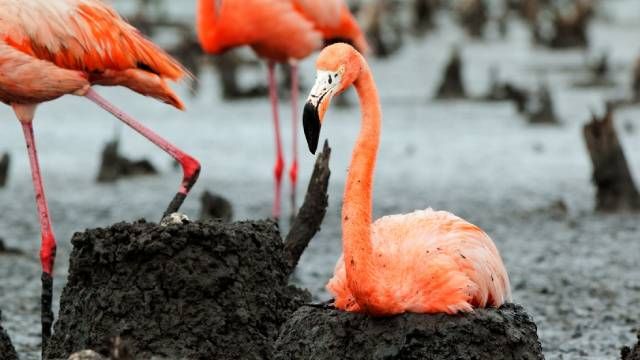 flamenco animales oviparos incubando huevos