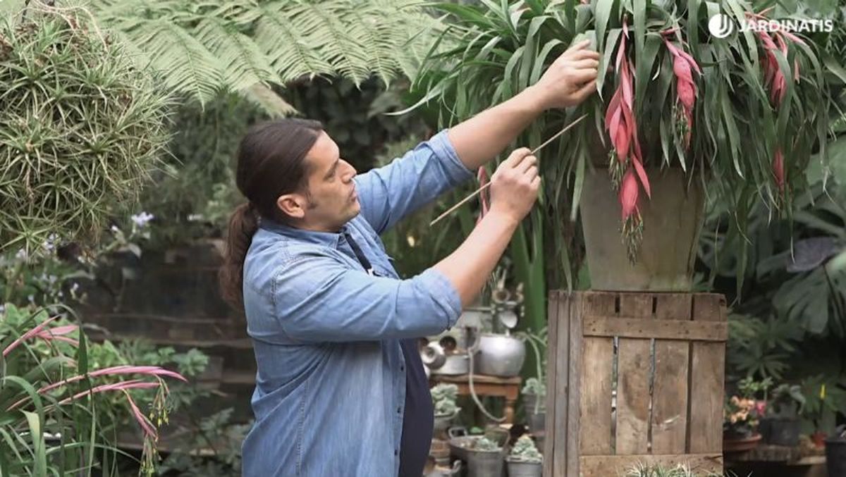 Billbergia windii, una variedad de lágrimas de la reina