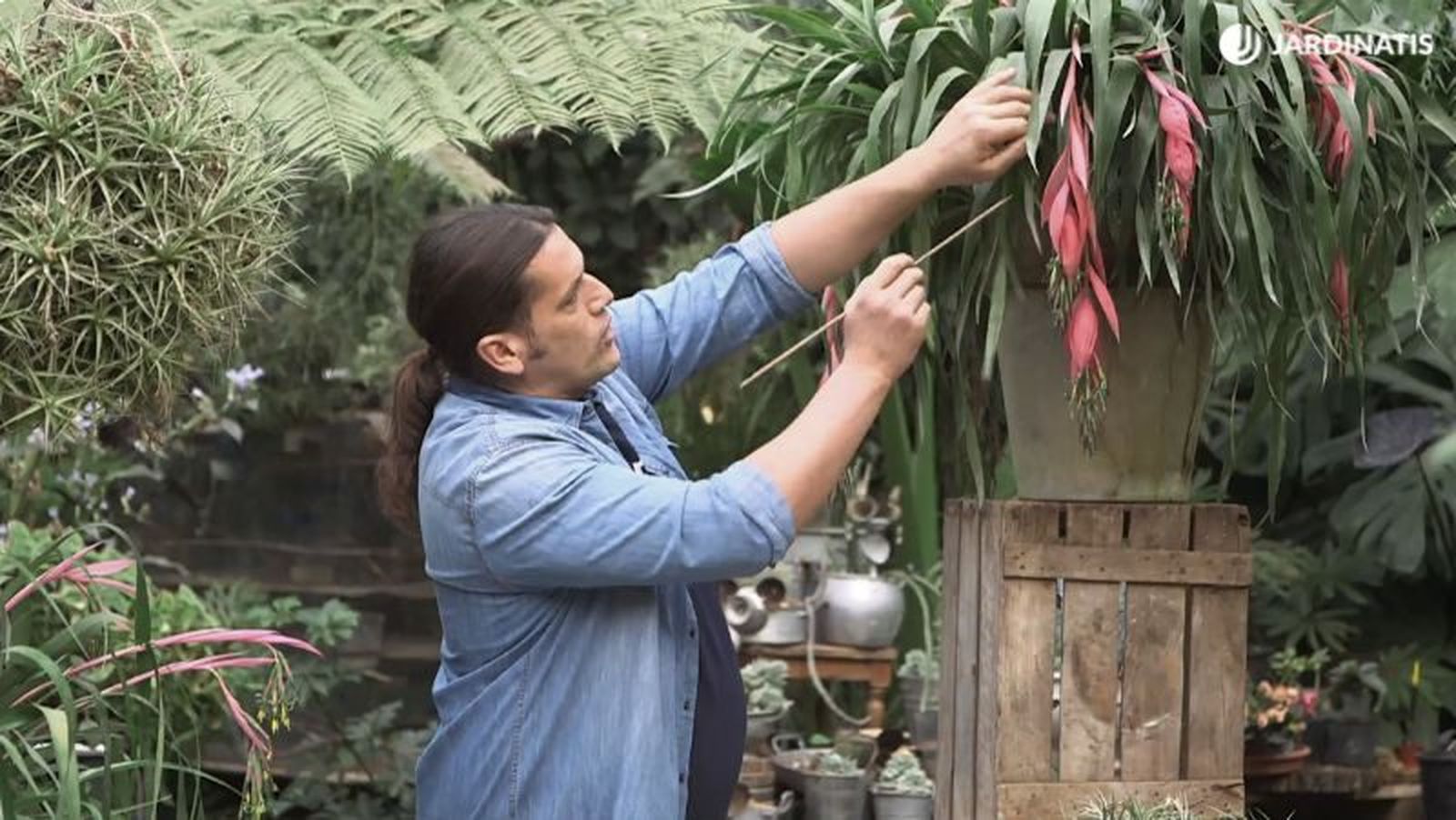 Billbergia windii, una variedad de lágrimas de la reina