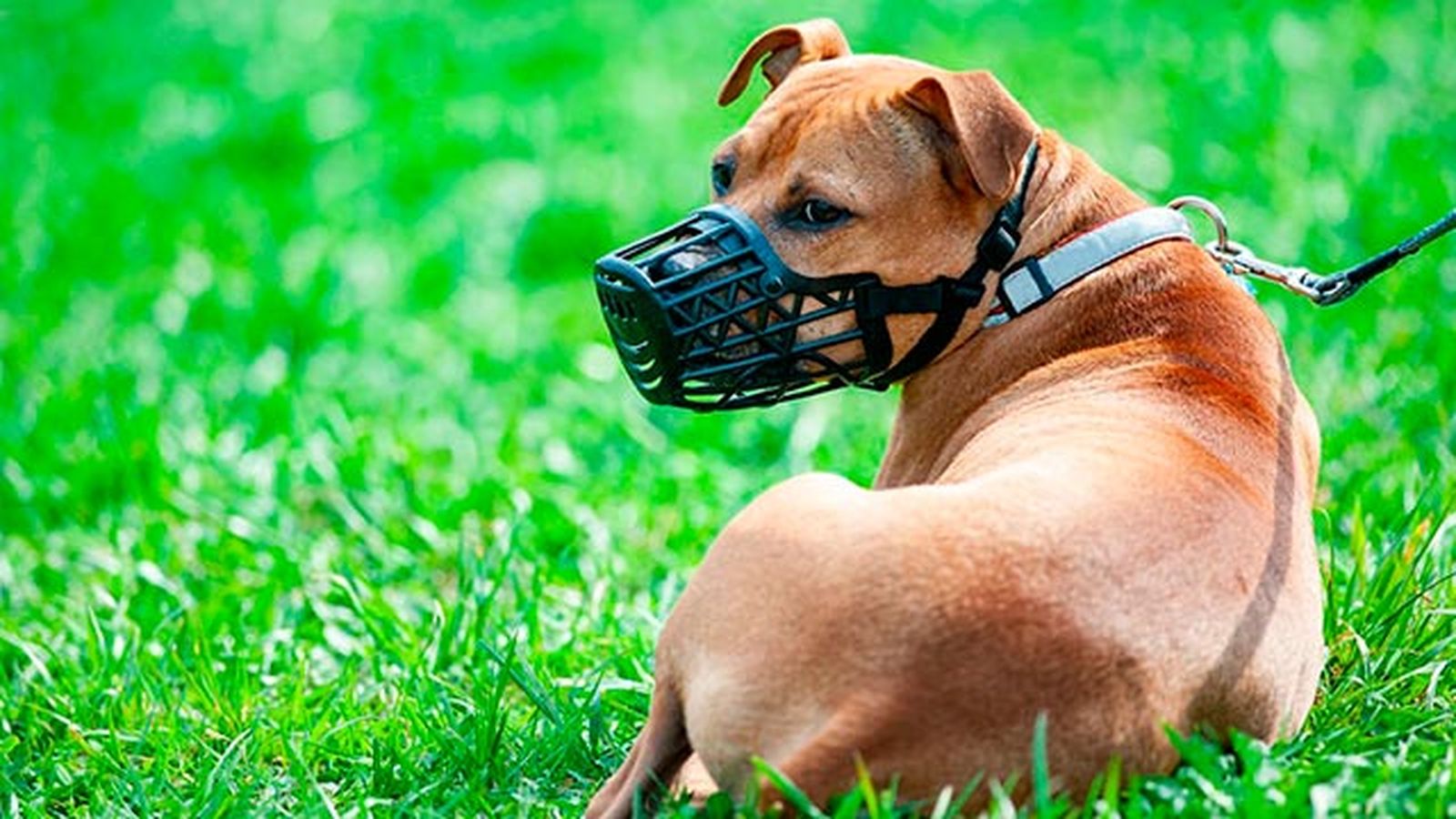 pit bull bozal