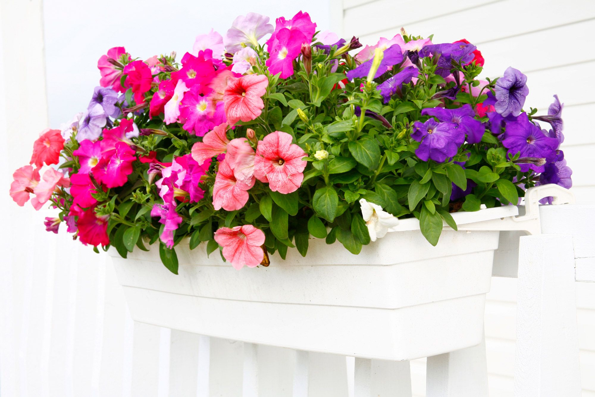 petunias jardinera