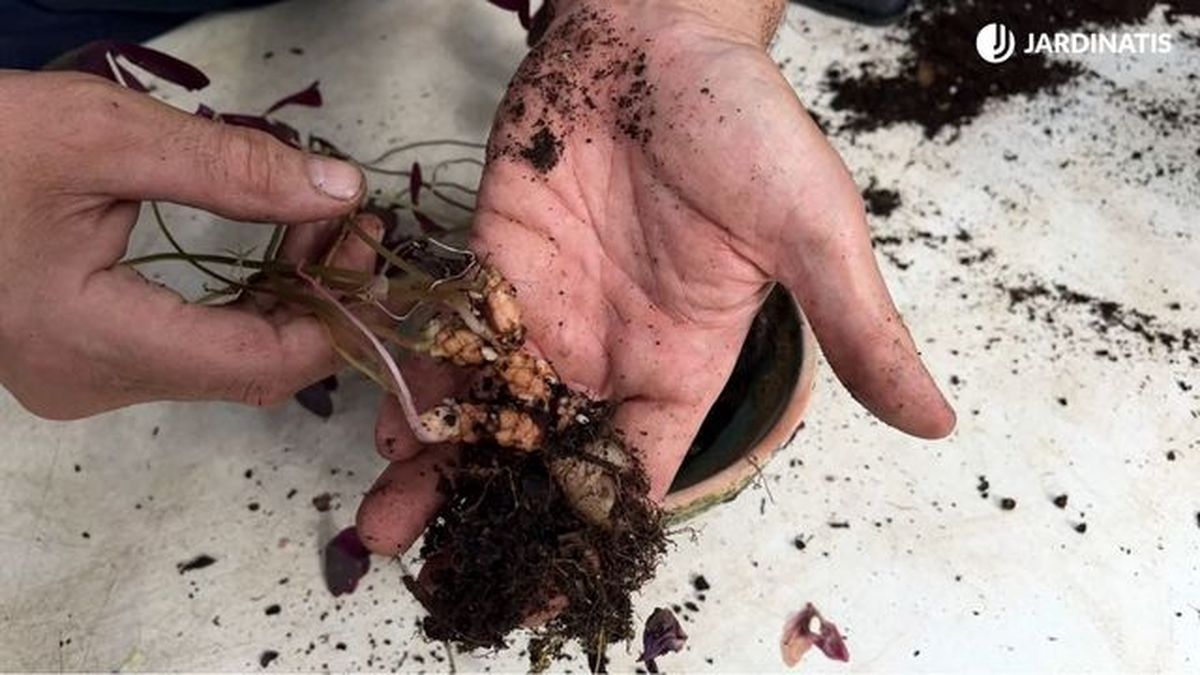 rizoma de oxalis triangularis