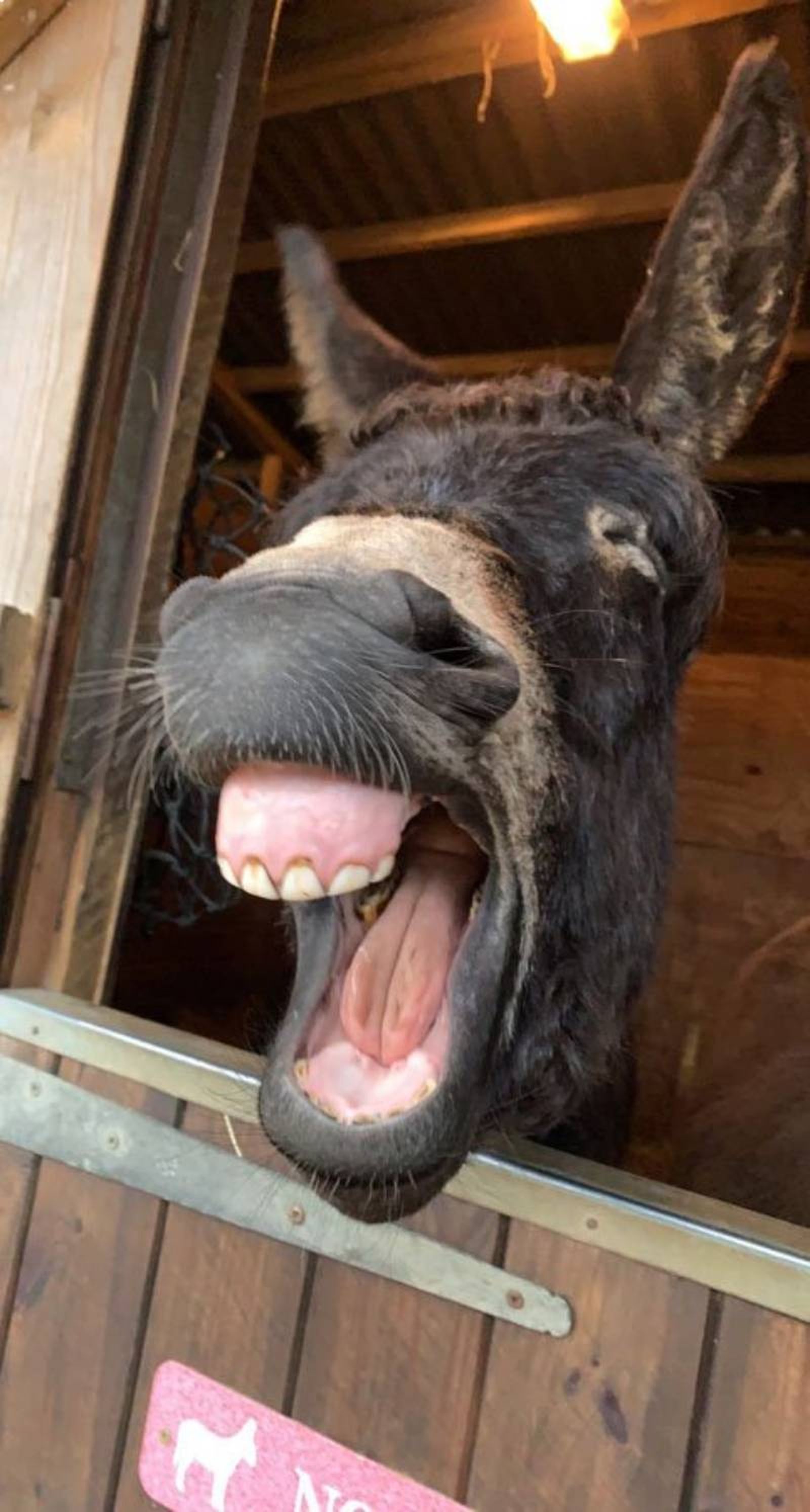 Tired Donkey