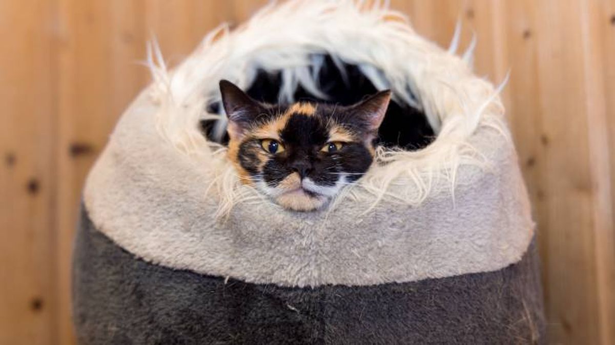 como elegir cama para mascotas gato