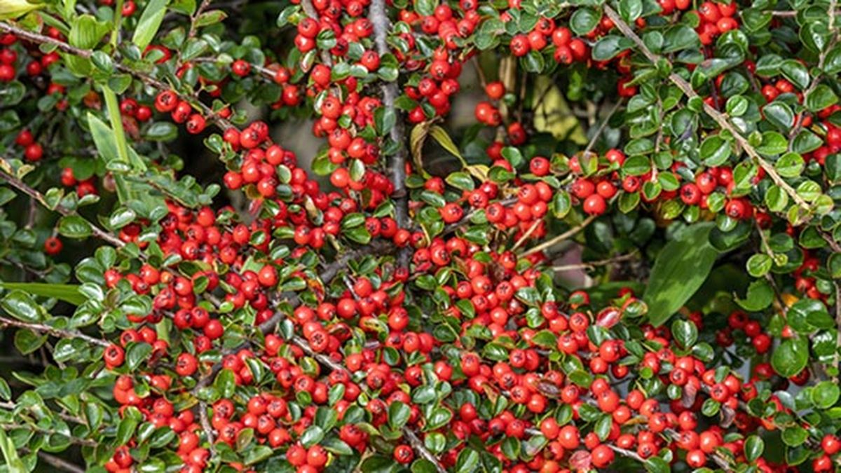 cotoneaster horizontalis arbusto otono jardin