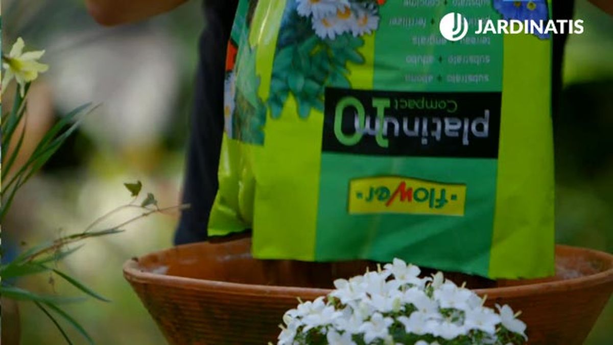 composicion bulbos narcisos muscarias jacintos sustratol brico 902 jardin