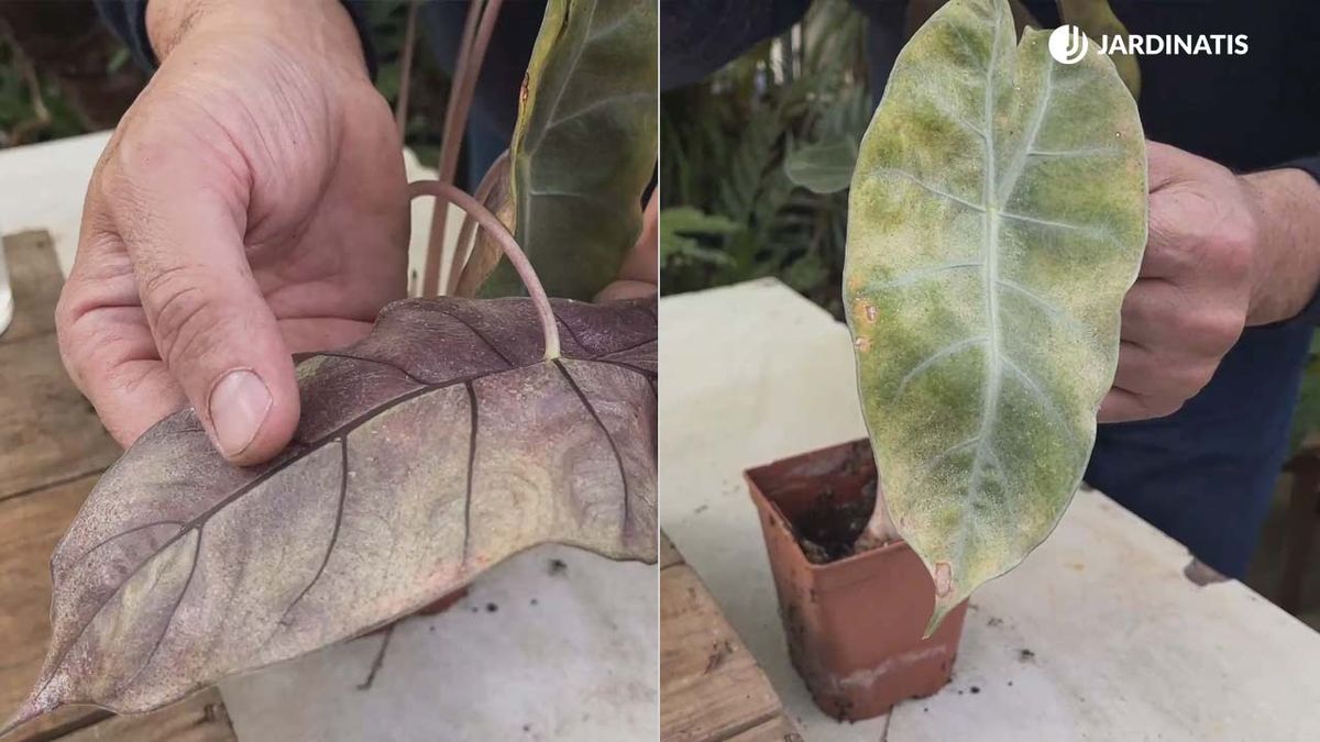 como eliminar prevenir arana roja en orejas de elefante xl jardinatis