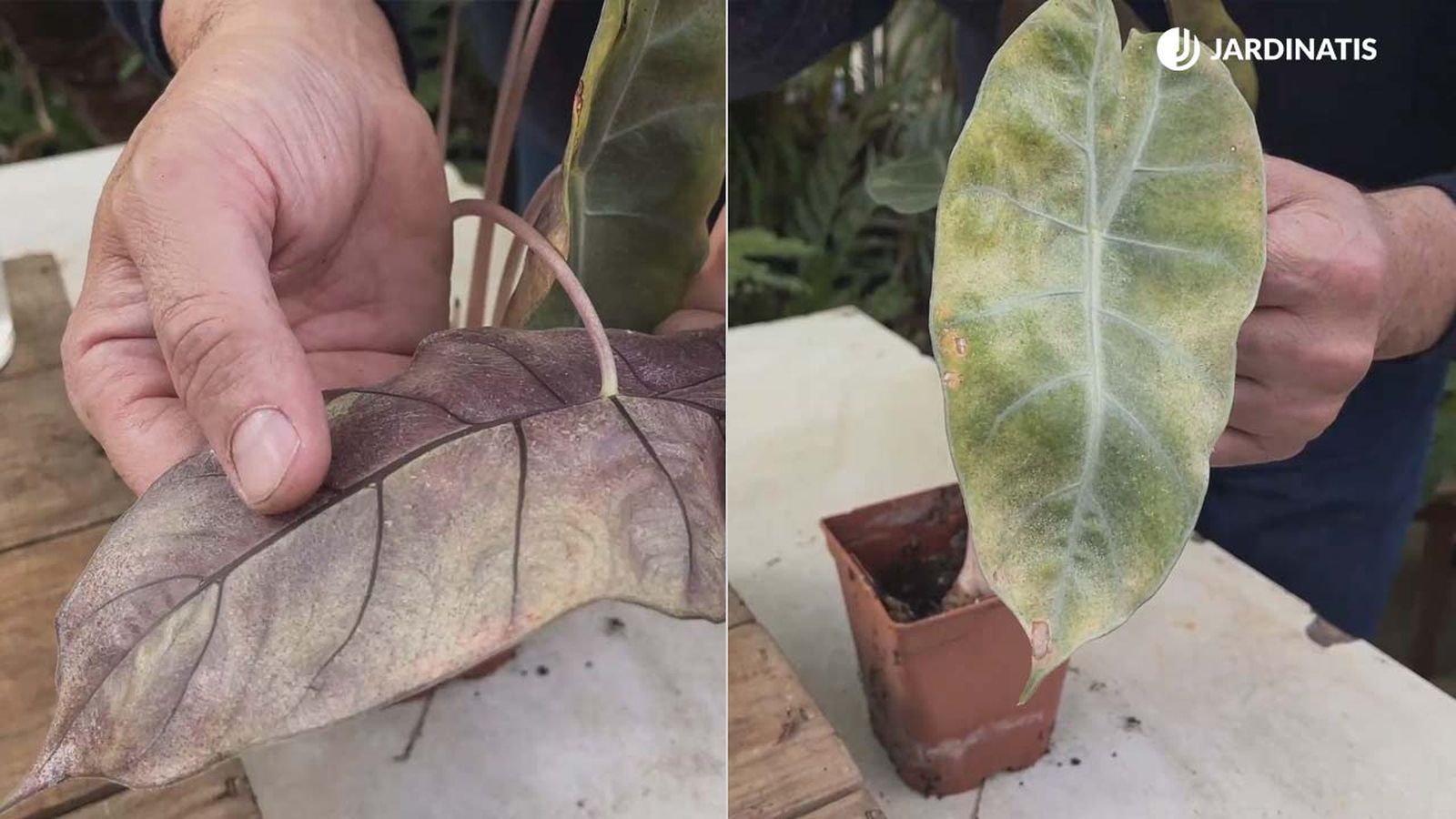 como eliminar prevenir arana roja en orejas de elefante xl jardinatis