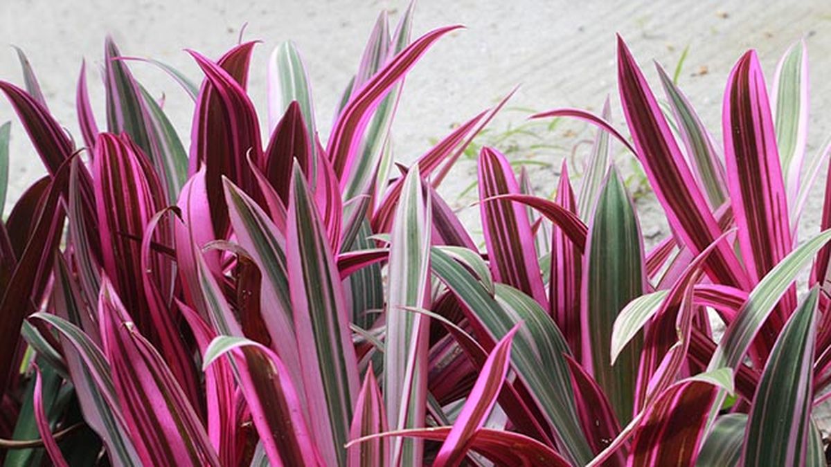 Rhoeo o Tradescantia spathacea