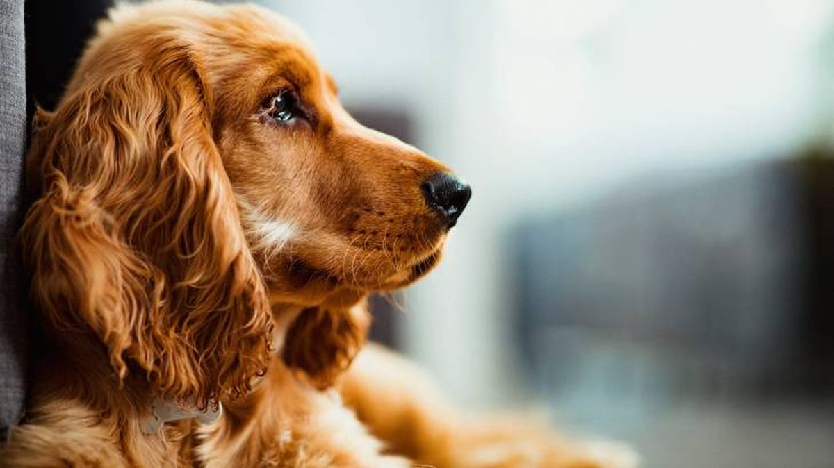 El Cocker Spaniel Inglés es el perro más agresivo, según un estudio realizado