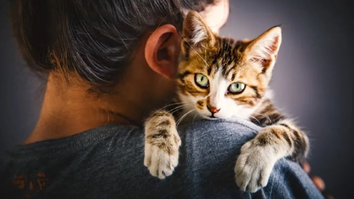 frases de gatos 1