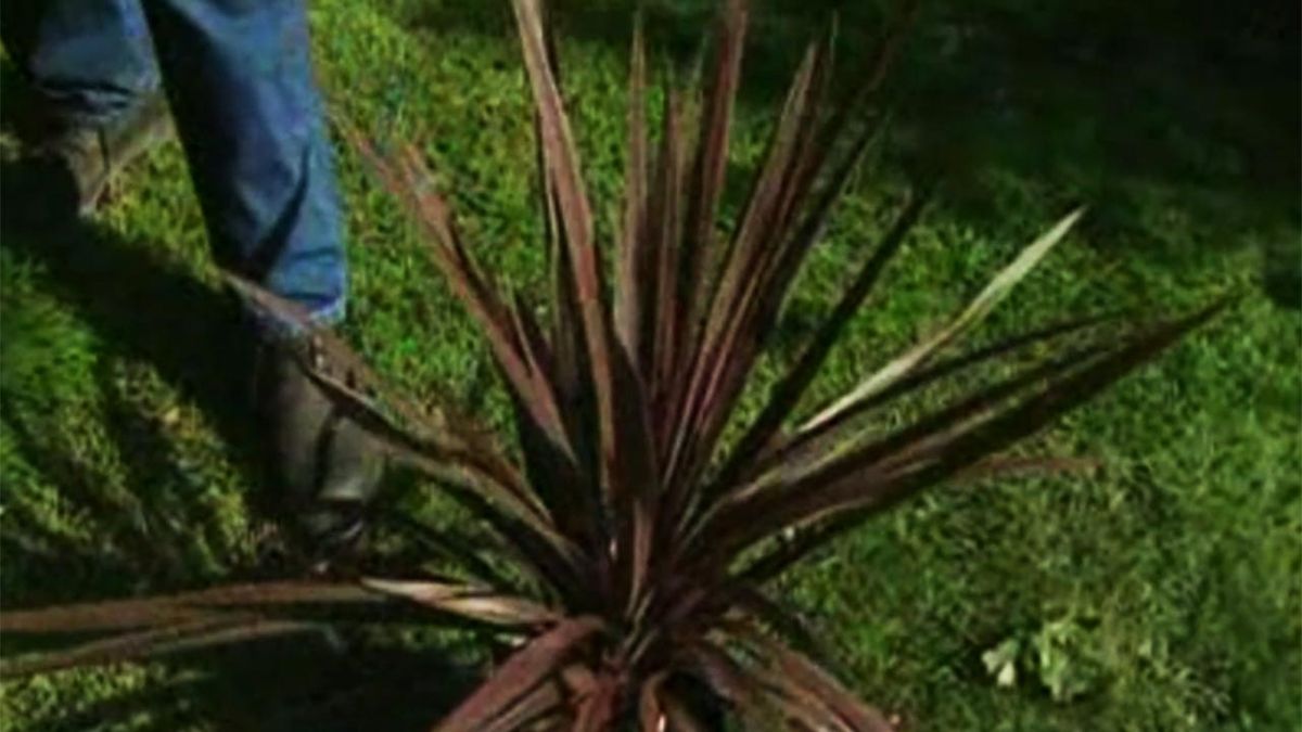 brico 534 parterre arbusto otono dracena