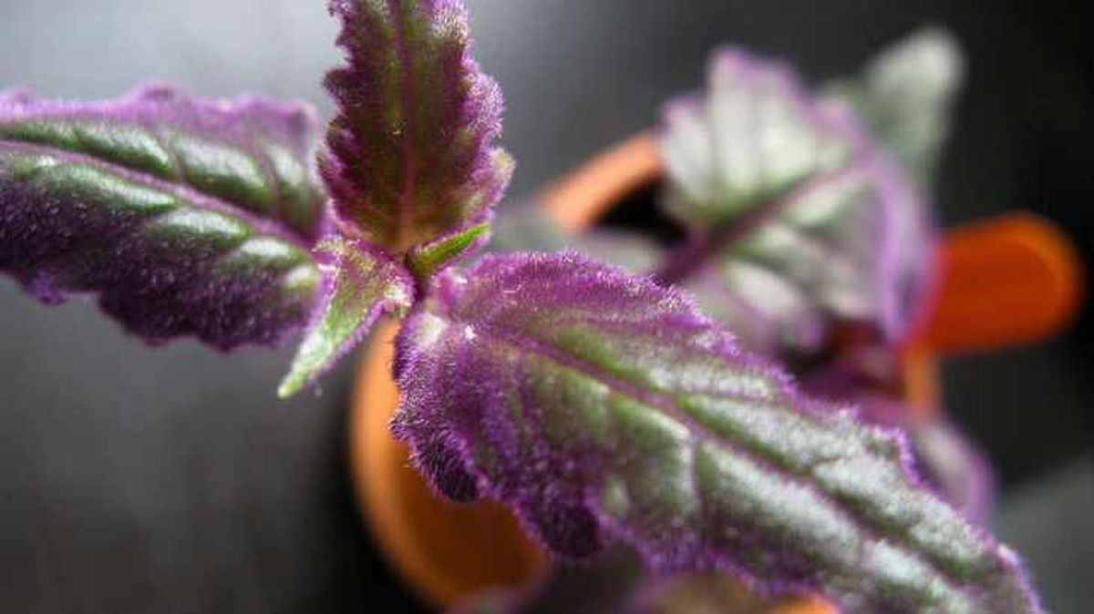 Planta Gynura pasion purpura