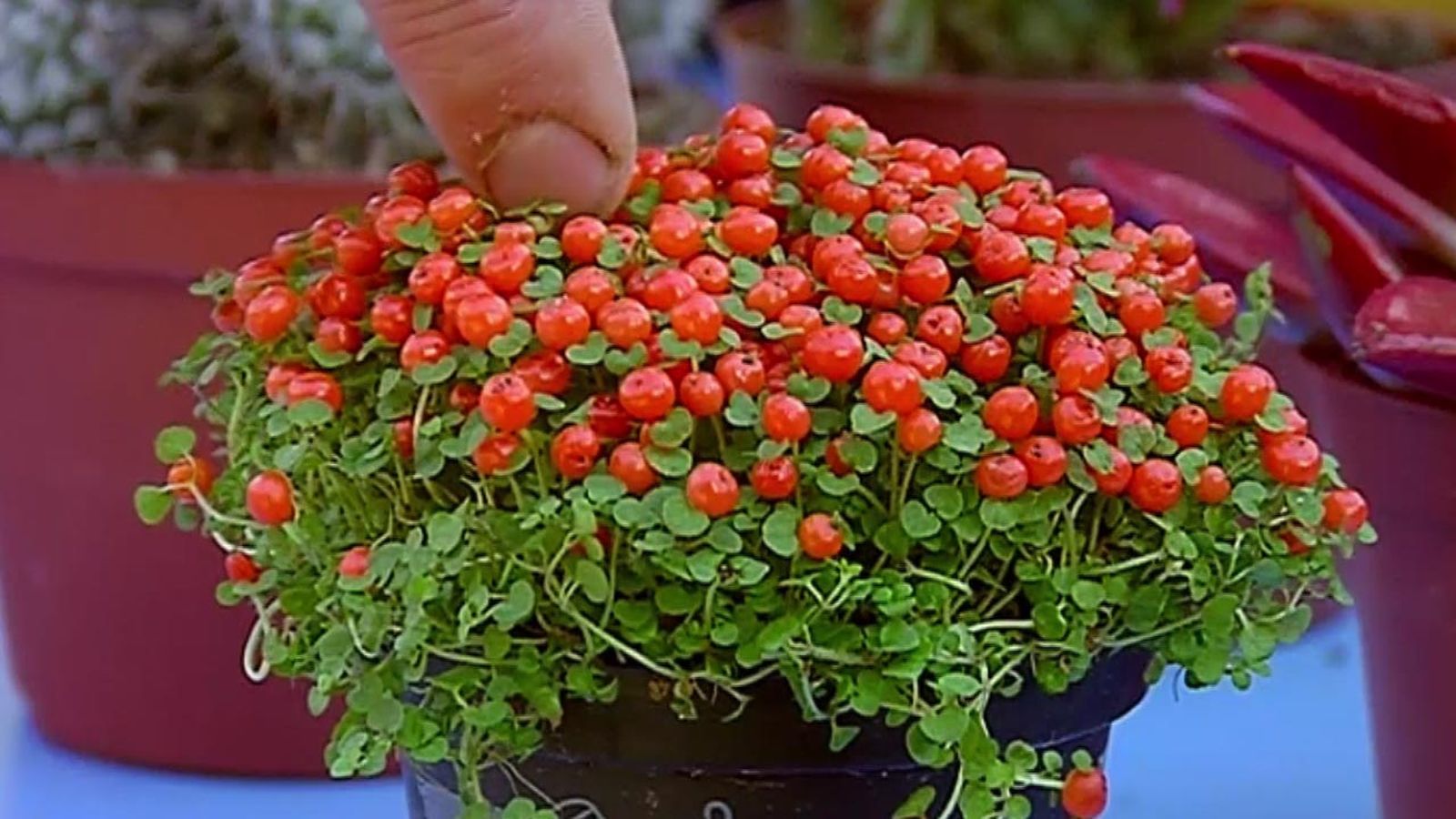 brico 681 plantas pequenas vestir la mesa nertera