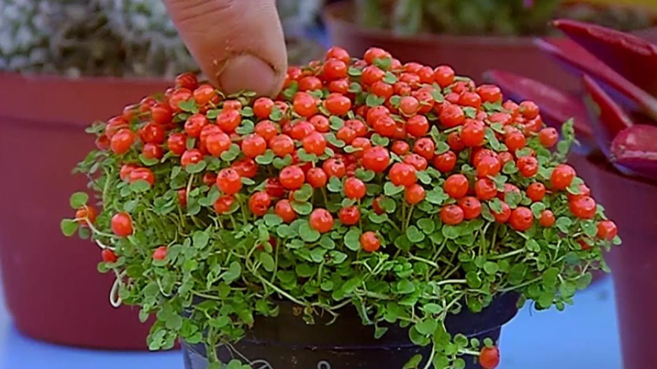 brico 681 plantas pequenas vestir la mesa nertera