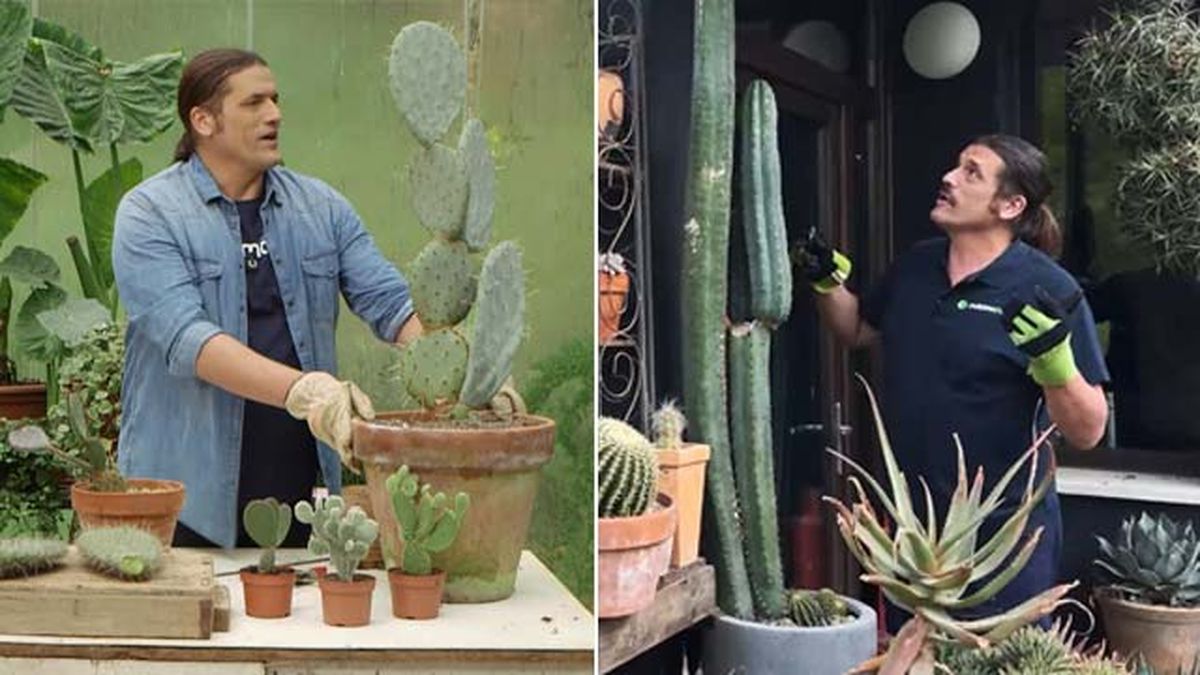 cactus opuntia cactus san pedro jardinatis