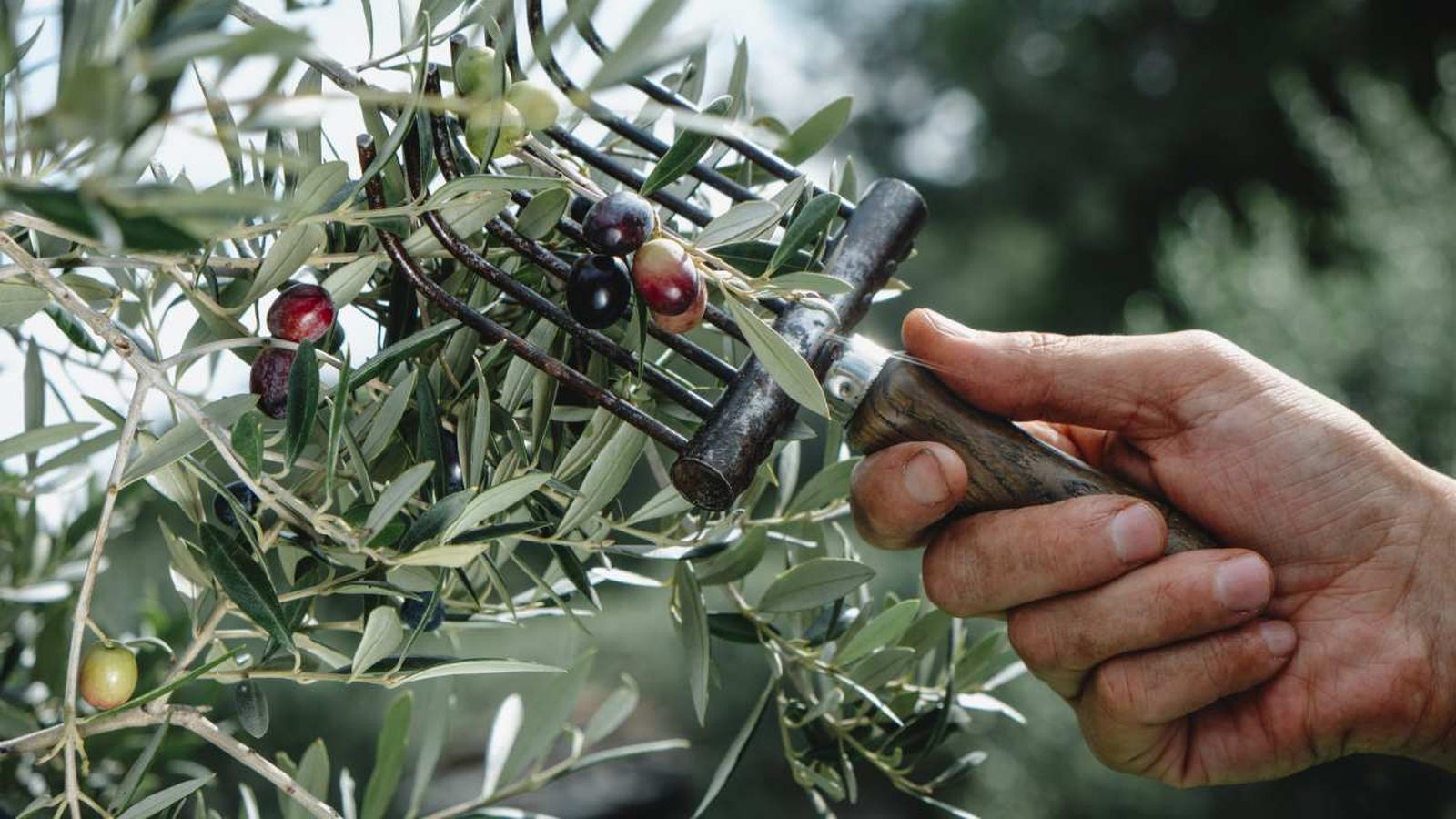 Descubre el sorprendente final de más de 8.000 kilos de aceitunas robadas en Córdoba