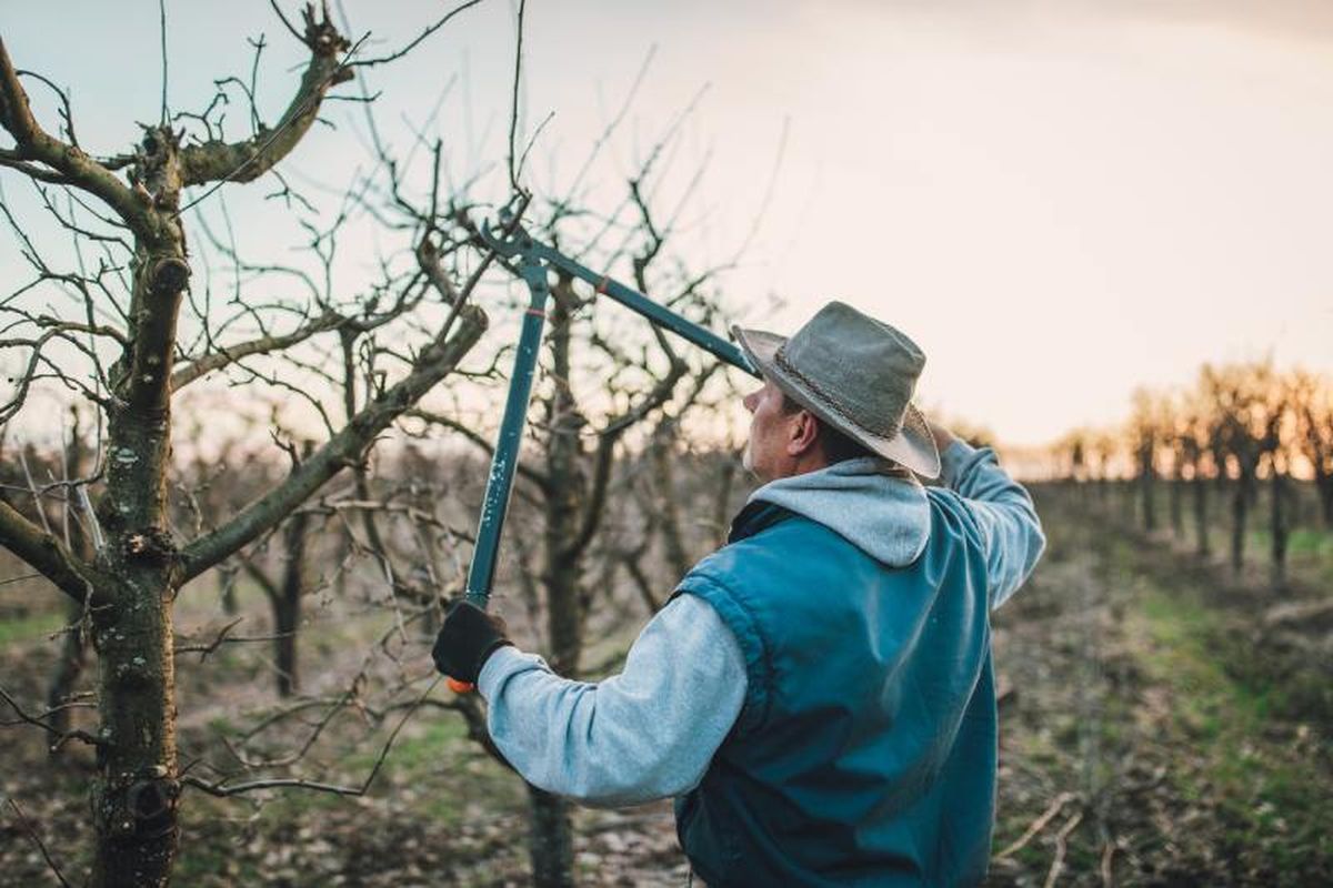 Mediante la poda, se impulsa la floración y la producción de frutos.