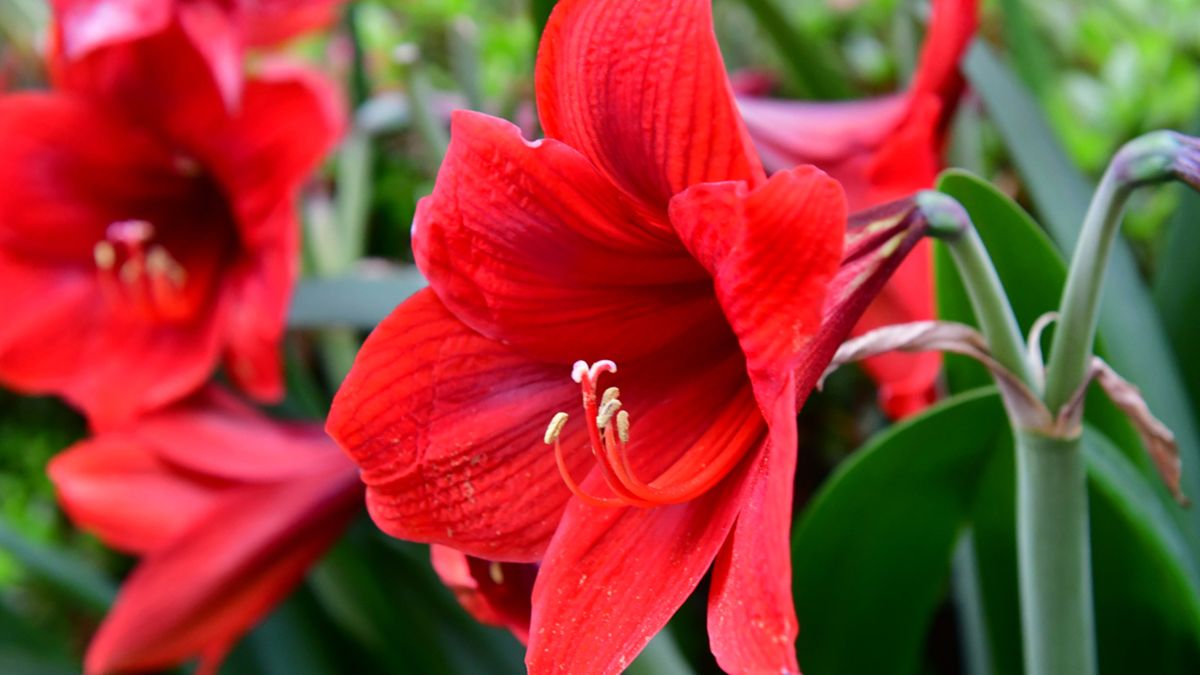 flores invierno amarilis