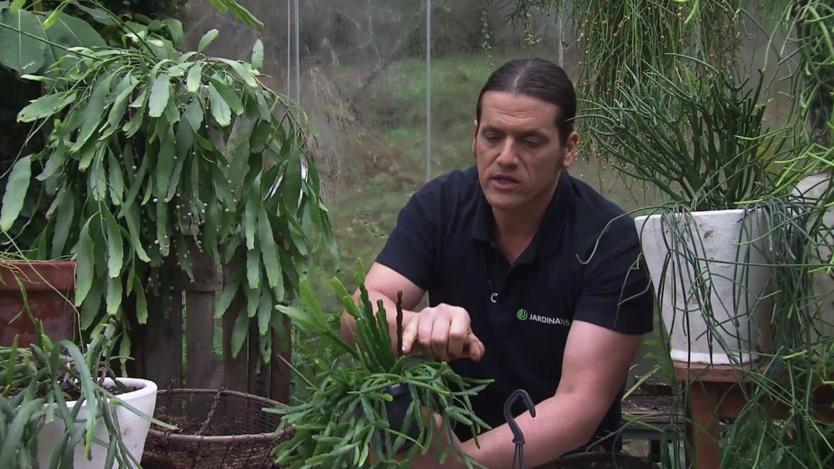 deco 765 jardin nuevas variedades de rhipsalis exceso de agua