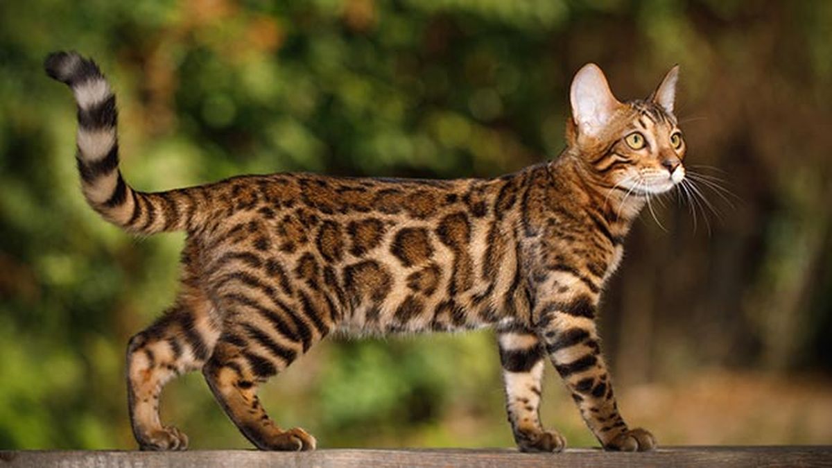 gato bengali bengala 6