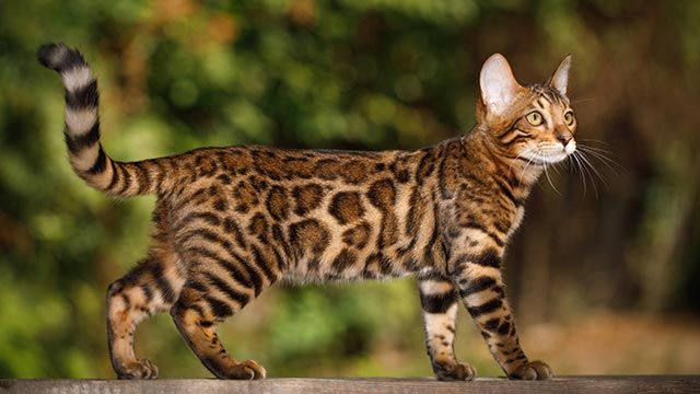 gato bengali bengala 6