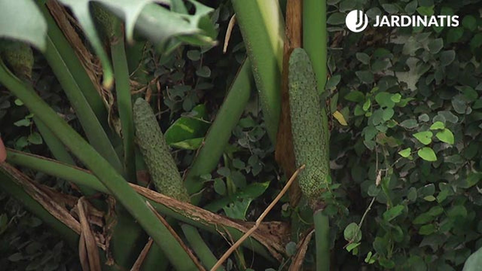 deco 781 jardin costilla de adan monstera deliciosa fruto