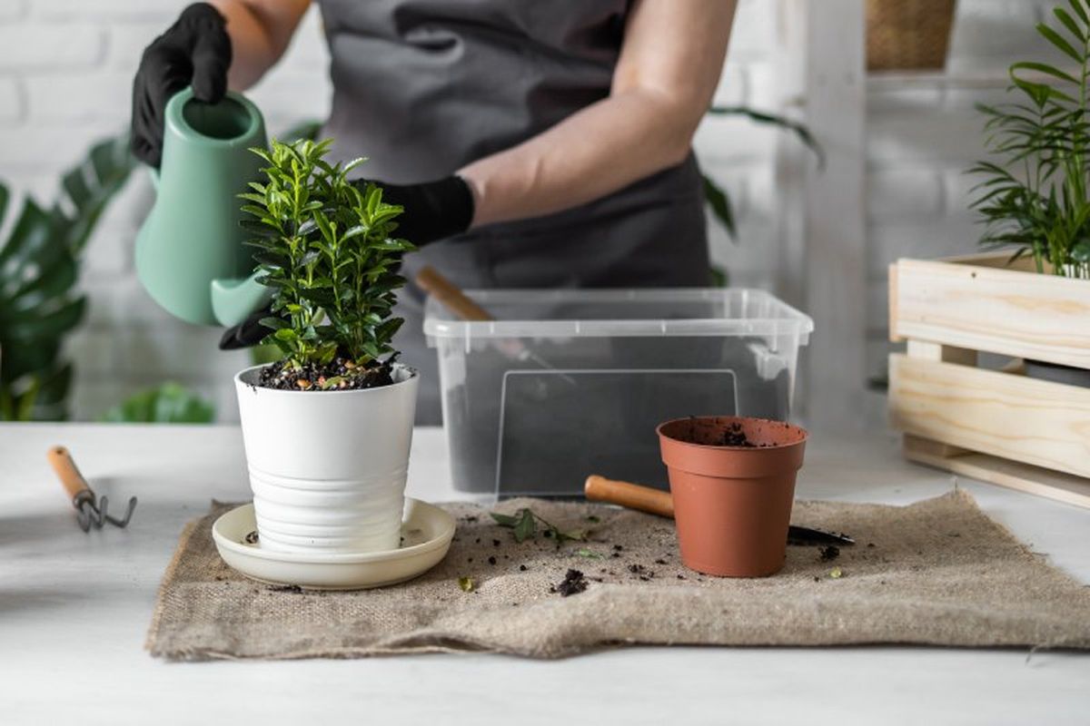 En maceta, los nutrientes se pierden con el drenaje del agua de riego.