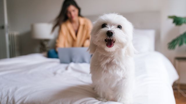 bichon maltes 3