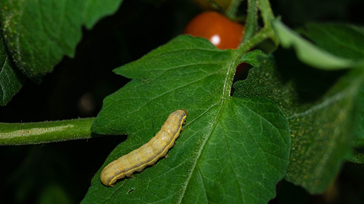guia de plagas en el huerto