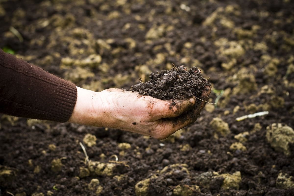 Compost