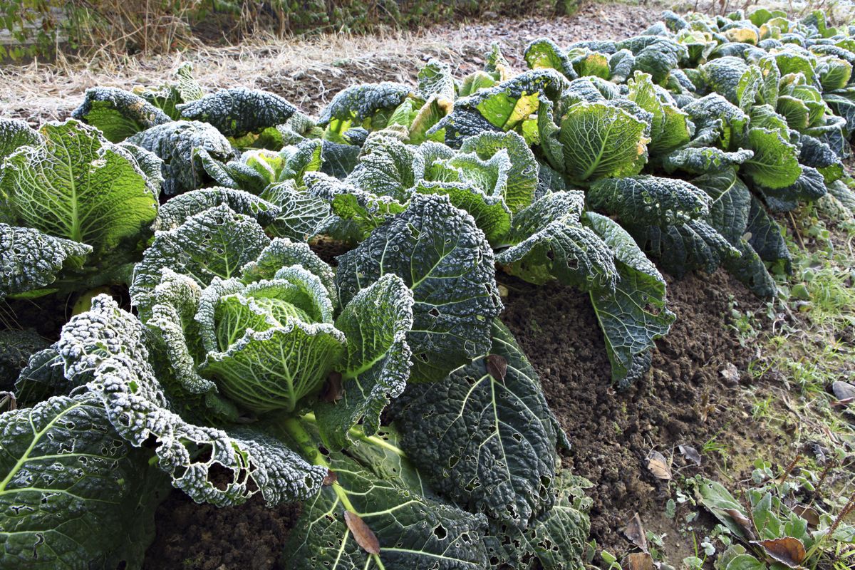 Tareas jardineria agosto hemisferio sur