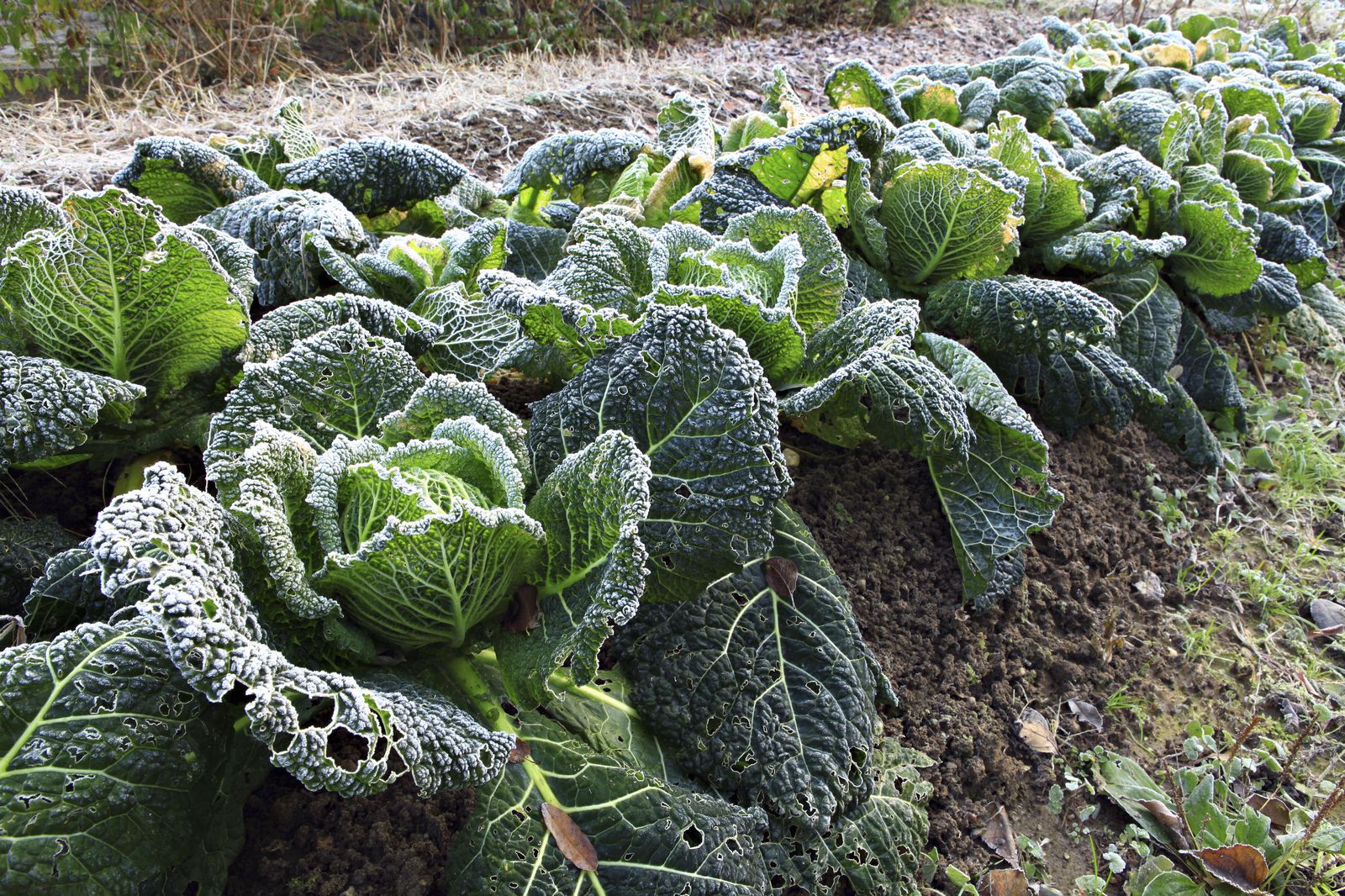 Tareas jardineria agosto hemisferio sur