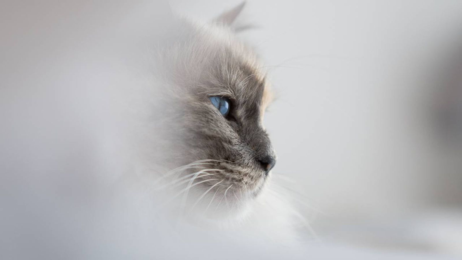 El Gato de Birmania es uno de los gatos más hermosos del mundo