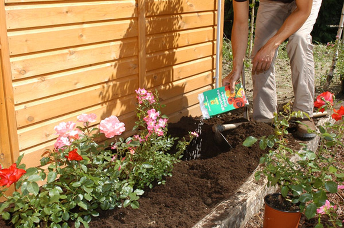 rosales arbustivos cubresuelos p1